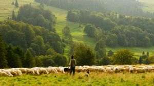 Protestul crescătorilor de ovine şi de caprine reflectă situaţia gravă din agricultura naţională
